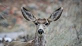 Tandem bike riders cruise in Zion National Park — and crash into deer, officials say