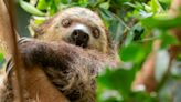Oregon Zoo's newest resident, Berry the sloth, races to nap in new home