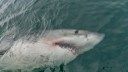 Great White Shark Makes Record 2,000-Mile Journey from South Carolina to Mexico Border