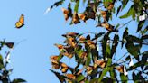 Conservation Organization Lists the Migratory Monarch Butterfly as an Endangered Species