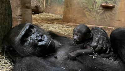 Columbus Zoo and Aquarium Welcomes Critically Endangered Gorilla Baby: They're 'Absolutely Precious'