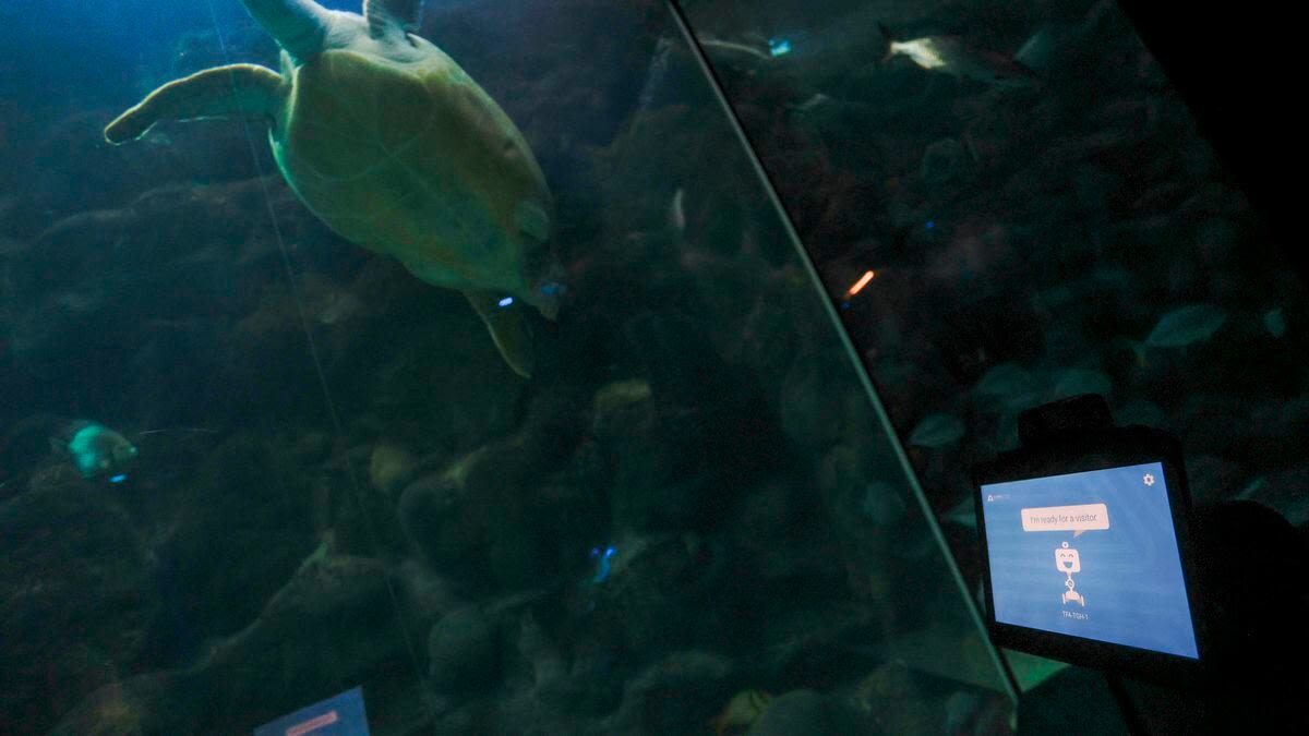 Tampa’s worthy investment in the Florida Aquarium | Editorial