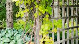 20 Best Climbing Plants for Any Trellis, Pergola, or Fence