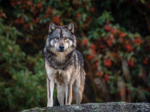 Vancouver Island photographer horrified after her wolf photo on hunting website