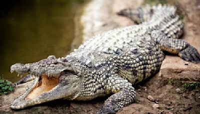 UP Shocker! Crocodile Attacks Elderly Man, Bites His Private Part While Openly Defecating Near Gandak River In Kushinagar