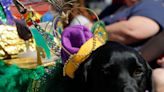 DeLand's Mardi Gras Dog Parade comes to downtown Saturday. Here's what to expect.