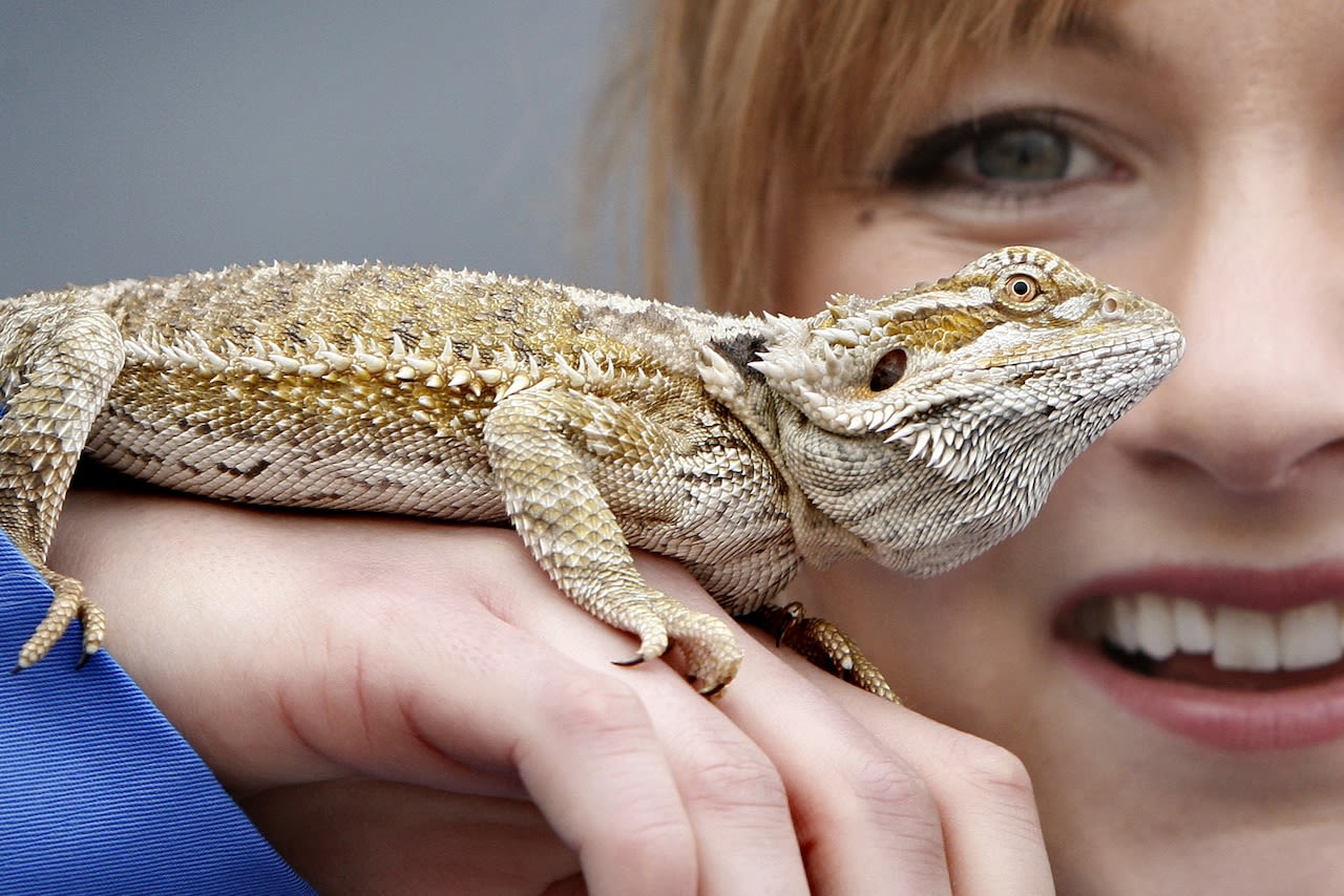 This popular reptilian pet is spreading salmonella in nine states: CDC