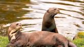 Rare giant otter arrives at Chester Zoo in attempt to help save species from extinction