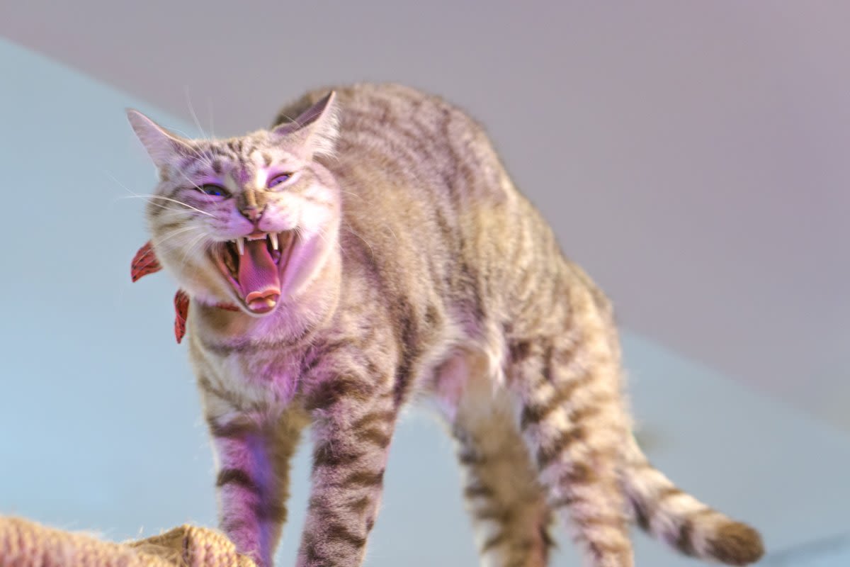 House cat tries to attack prehistoric predator: "Finally a worthy opponent"