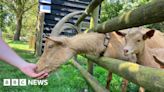 Baylham House Farm to resume animal feeds after E. coli outbreak