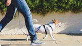 Dogs get dementia, too. Walking can lower the risk for pets and their humans