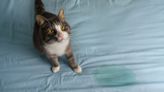 How to get cat urine out of a mattress — banish stains and smells