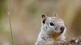 Squirrels caused 80 outages in Toronto last year: hydro officials