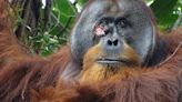 Un orangután logra curarse con una planta medicinal