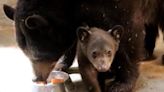 Michoacán: Este es el oso recién nacido del Zoológico de Morelia, especie que está en peligro de extinción (VIDEO)