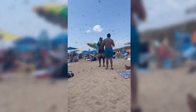 VIDEO: Huge swarm of dragonflies invades Rhode Island beach