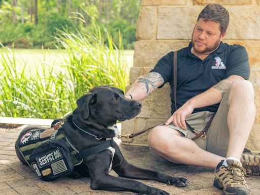 Service dogs can reduce the severity of PTSD for veterans – new research