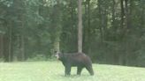 Two bears may be roaming Tuscarawas County, wildlife officer says