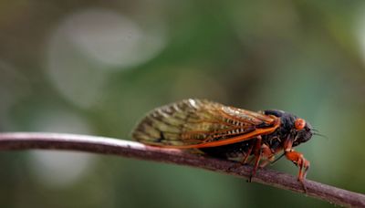 Can cicadas predict rain? Here's what all that buzzing is about in Phoenix