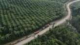 Palm oil buyers switch to cheaper rival oils, hampering price recovery