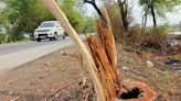 NGT notice to Punjab on plan to fell 7,392 trees for road project
