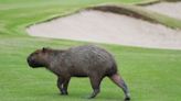 La explicación del club de golf de Nordelta sobre la colocación de boyeros eléctricos en los greens para controlar a los carpinchos