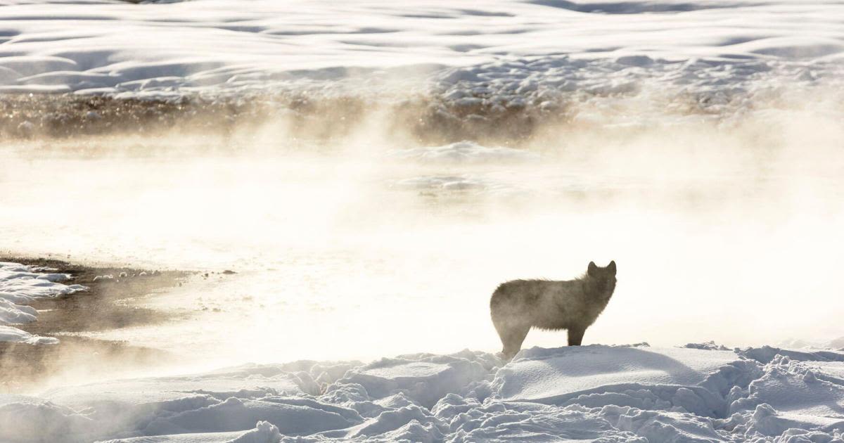 Groups call to ban predator killings with snowmobiles after Wyoming wolf torture