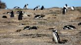 “Los hechos son de una crueldad extrema”, aseguró la fiscal que investiga la matanza de pingüinos en Punta Tombo