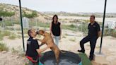 Ventiladores y piscinas para las mascotas en adopción de Zaragoza