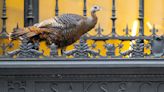 ‘She Is Such an Athlete’: Astoria the Wild Turkey Is a Manhattan Celebrity