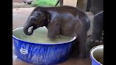 Cute video of baby elephant taking a bath ‘is so much fun’