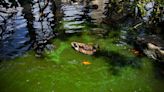 Toxic blue-green algae thickening in Caloosahatchee River
