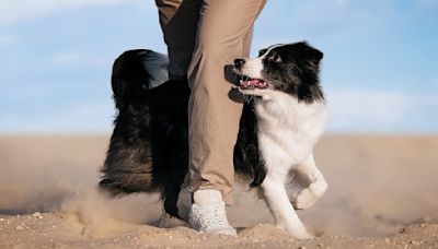 Woman Teaches Border Collie Interpretive Dance Routine and It's a Masterpiece