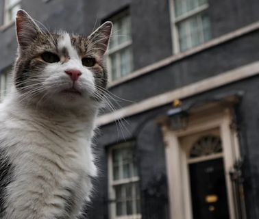 Gato ‘caçador’ do governo britânico faz sucesso nas redes enquanto Starmer se prepara para o cargo de premier