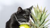 Rescue Kitten Taste Testing Tropical Fruit Is Total Cuteness Overload