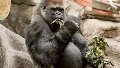 St. Louis Zoo announces death of gorilla