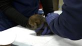 RAW VIDEO: Cute Mexican Wolf Pups Bring New Hope For Endangered Species