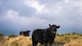 Moment Rescued Mama Cow and Baby Join the Herd at Sanctuary Is So Touching