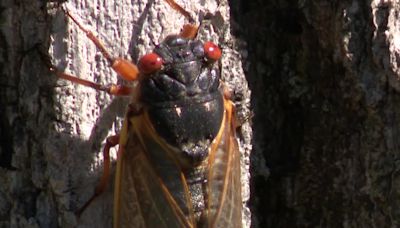 Lake Geneva cicada emergence, area 'loaded' with insects