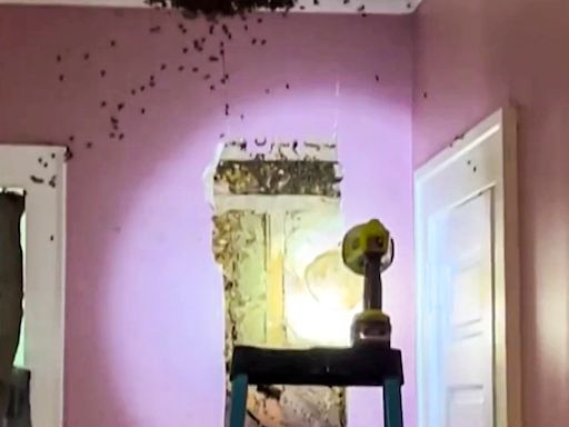 What's that noise in the wall? A toddler's 'monster' actually a hive of 50,000 bees