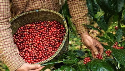 Produção de café gera 400 mil empregos diretos e indiretos no ES