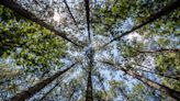 A forestry nonprofit is looking to pay Georgia landowners to plant pine trees