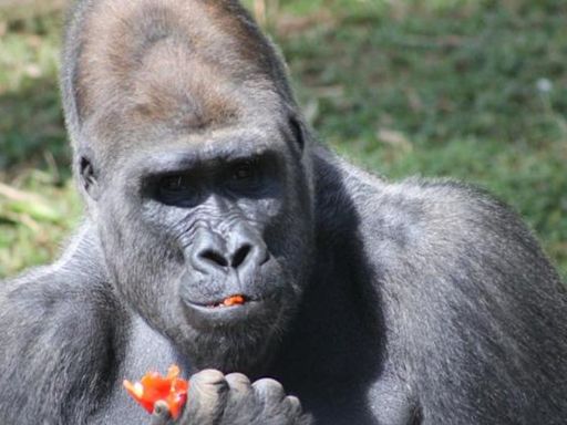 Gorilas do zoológico de Belo Horizonte serão transferidos para São Paulo; entenda