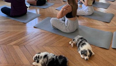 Italia prohíbe yoga con perritos tras informes de presunto maltrato animal | El Universal