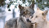 How to see wolves in San Diego County this fall