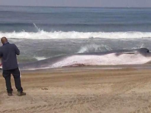 35- to 40-foot fin whale washes up on Torrance Beach; public asked to keep a distance