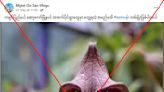 AI-generated image falsely passed off as real 'flower in Myanmar resembling a monkey'