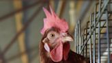 Bird flu detected in commercial flock of chickens in Sioux County