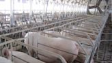 Supreme Court's ruling on humane treatment of pigs could catalyze a wave of new animal welfare laws