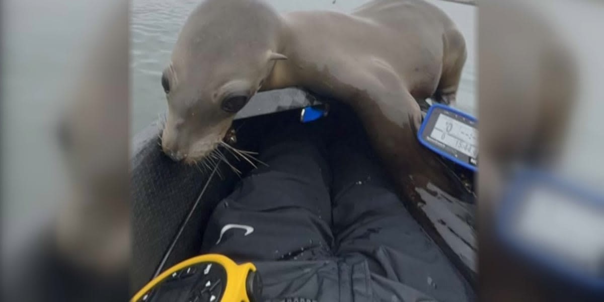 Malnourished sea lion rescued after hopping on college rowing team’s boat